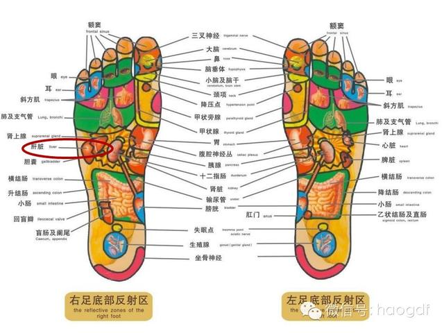 足部反射区示意图揭示，足部健康与全身联系的奥秘