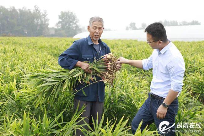 枞阳汤沟最新动态，发展与变革的步伐