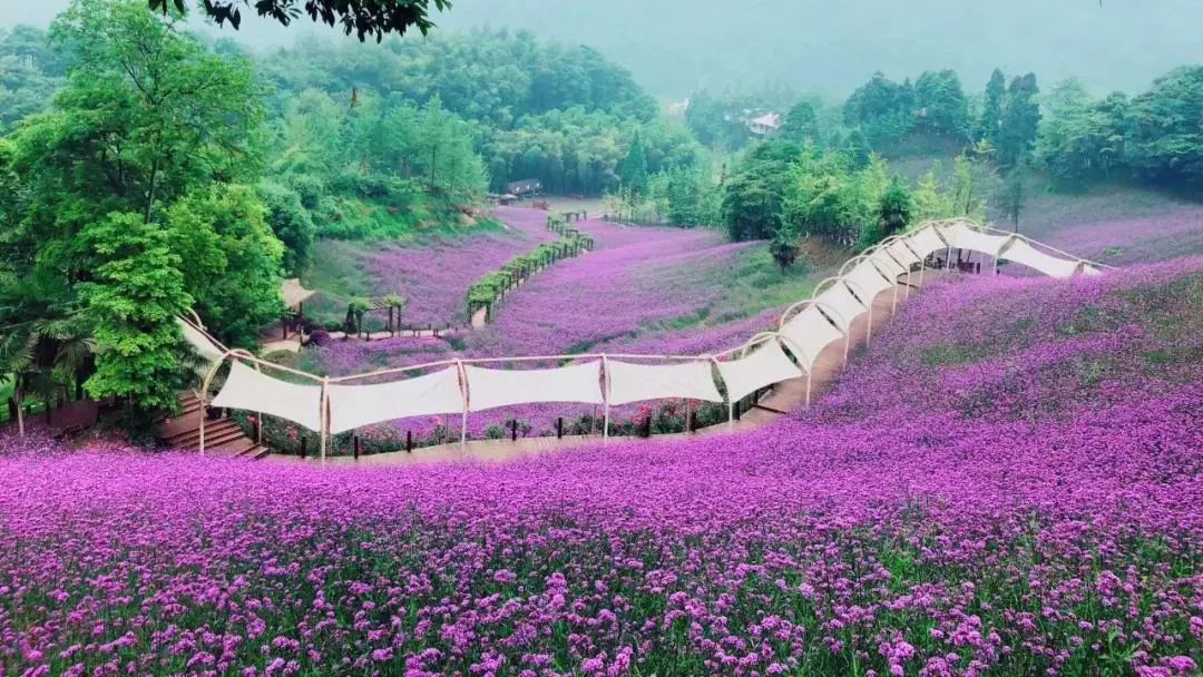 花谷论坛最新地址，探索与发现的交汇点